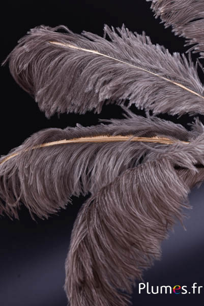 Struisvogel  met fijne gouden straal - 30-40 cm - grijs natuur